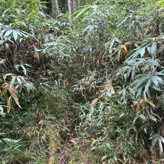 絶対に分からない本当の野牛山登山口
間違いが正解で良いかもしれません😑