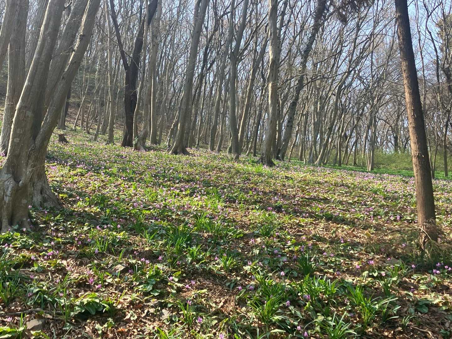 カタクリ群生
写真ﾜﾀｼの腕じゃ　ムリ　笑笑