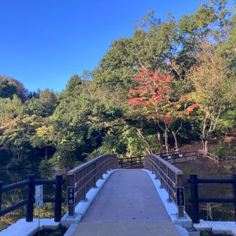 9月に完成したばかりの“百年橋🌉”。

モミジだけが紅葉🍁していました🤗。

秋🍂が来ていますね🥰。