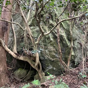 この石を🌲+🌲＋2🪨で支えております
細い気は健気にも太い杉様の木に，自らの枝を食い込ませ🪾支えております👏