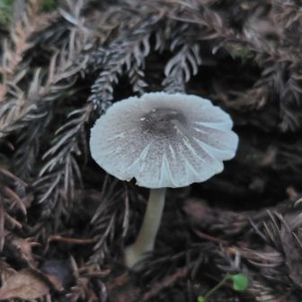 🍄‍🟫