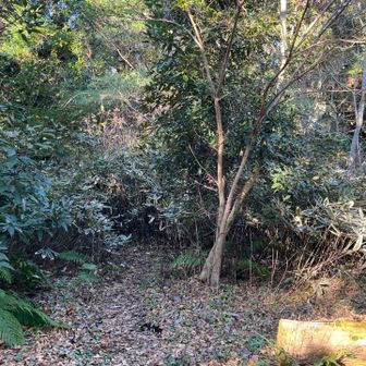 どこが山頂なのか分からず、しばし悩むもピンクテープを発見。
薮の中に踏み跡があるので戸惑いながも進みます💦