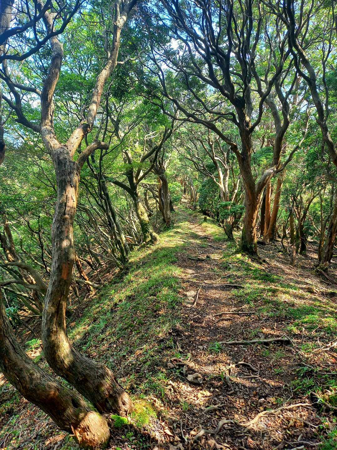棚場山に進みます。初めて尾根道を歩きます