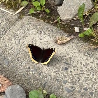 黄べり
