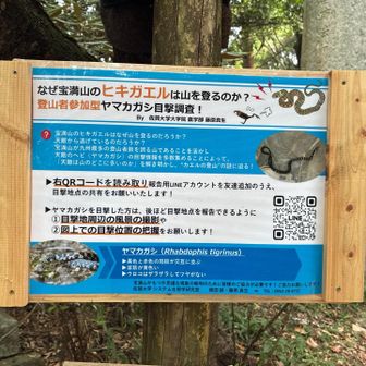 ヒキガエルとヤマカガシ