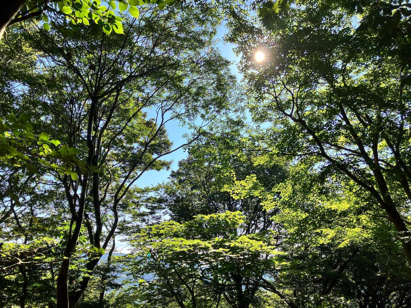 いい天気☀️
今はまだ快適です