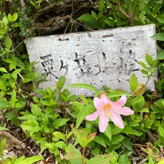 粟が岳北峰🏔往路気づかず帰路で撮影。ヒメサユリと🌸