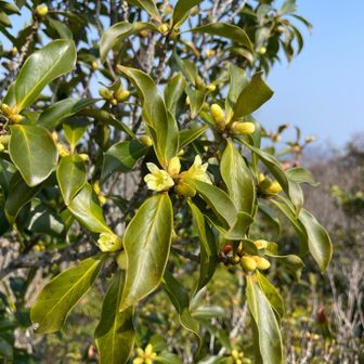 Googleレンズで調べたら
シキミって言う花らしい