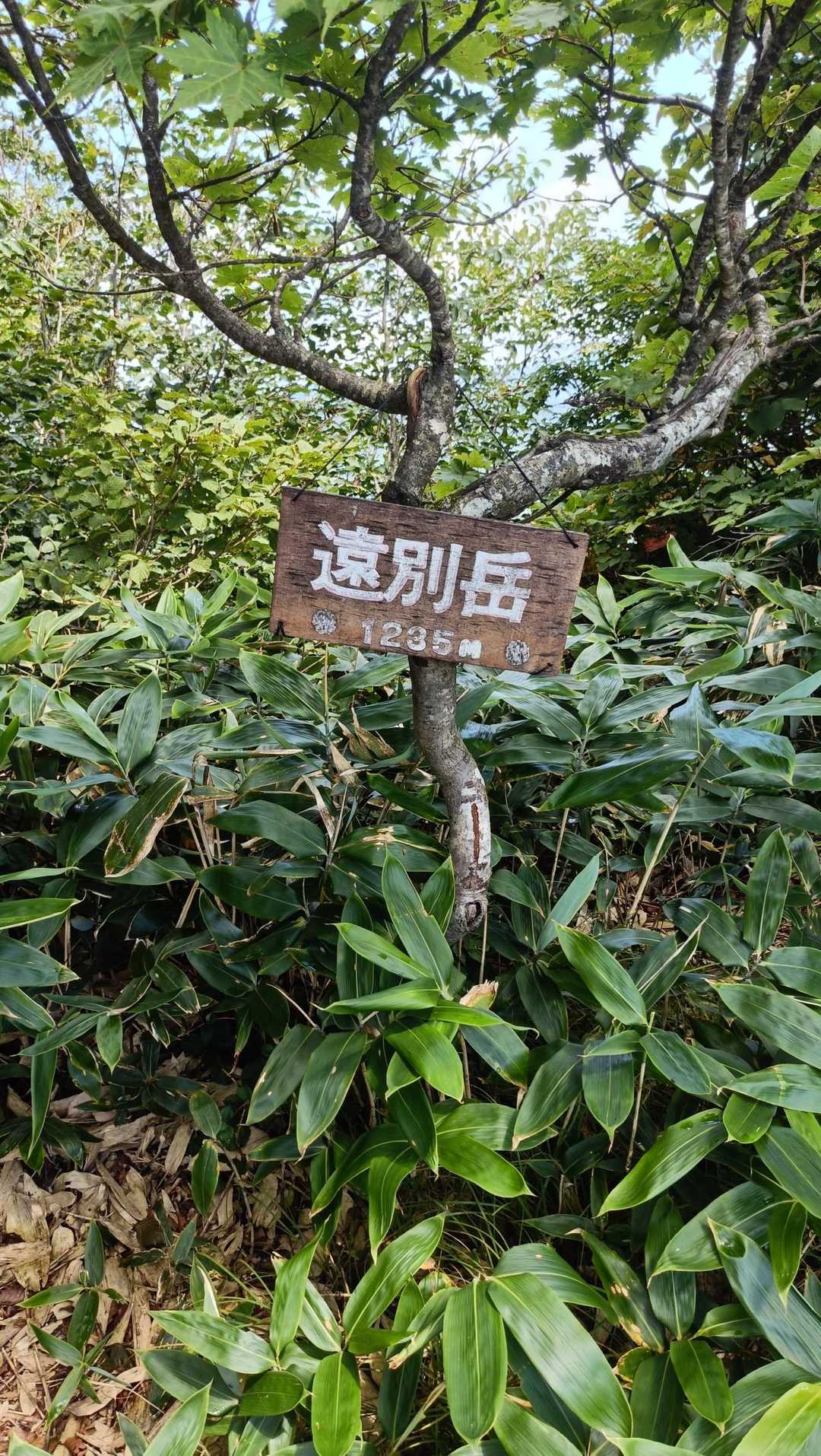 ここまでは順調に登って来ました✌