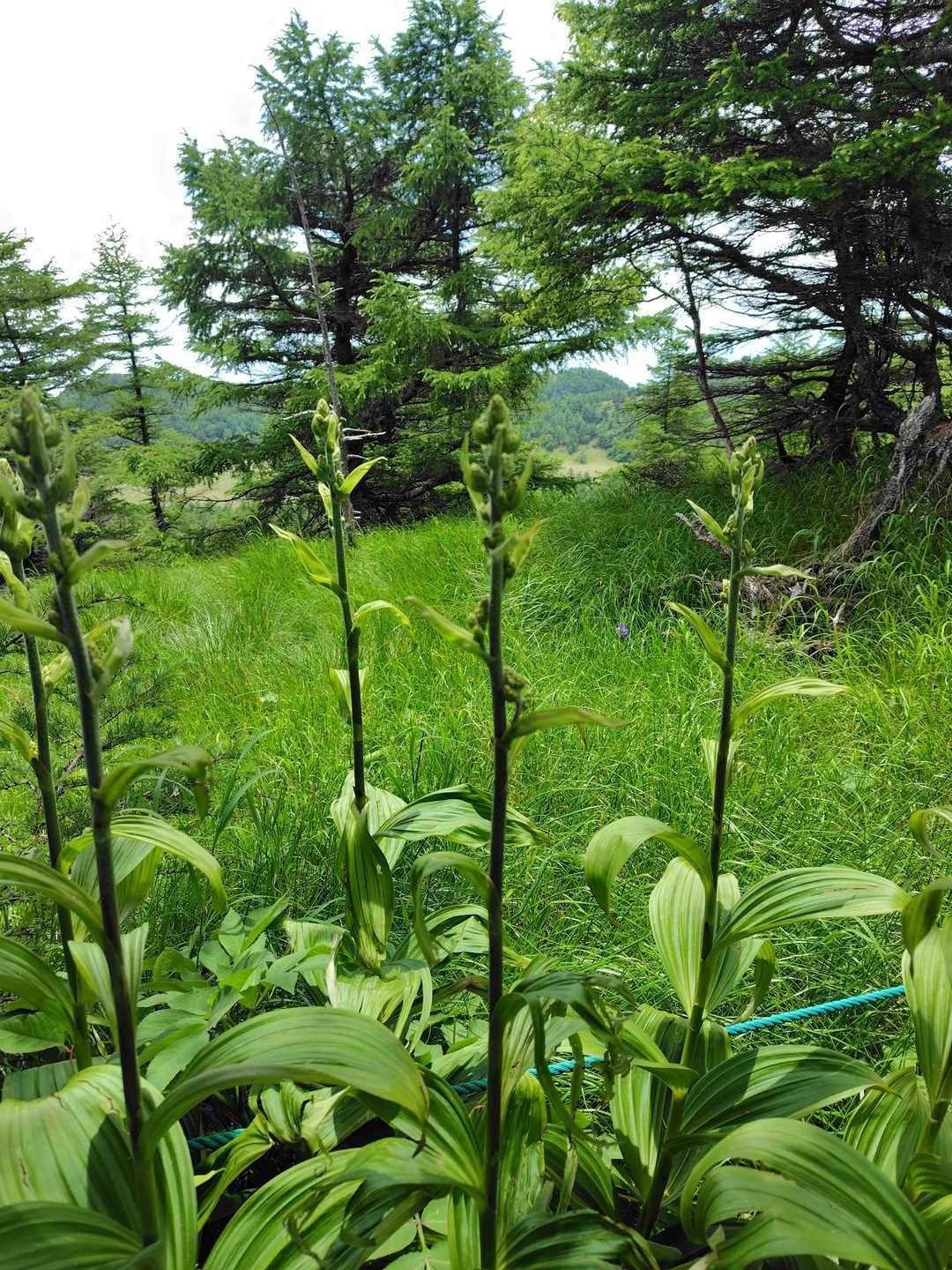 コバイケイソウの蕾