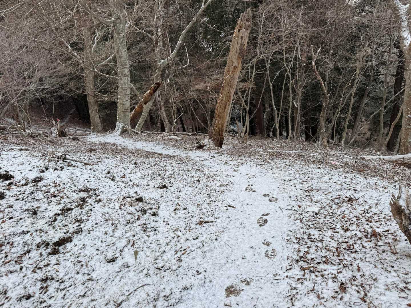 うっすらとした雪道
チェンスパはお守りに持ってるけれど、ツボ足で大丈夫でした。

滑らないようにね😉