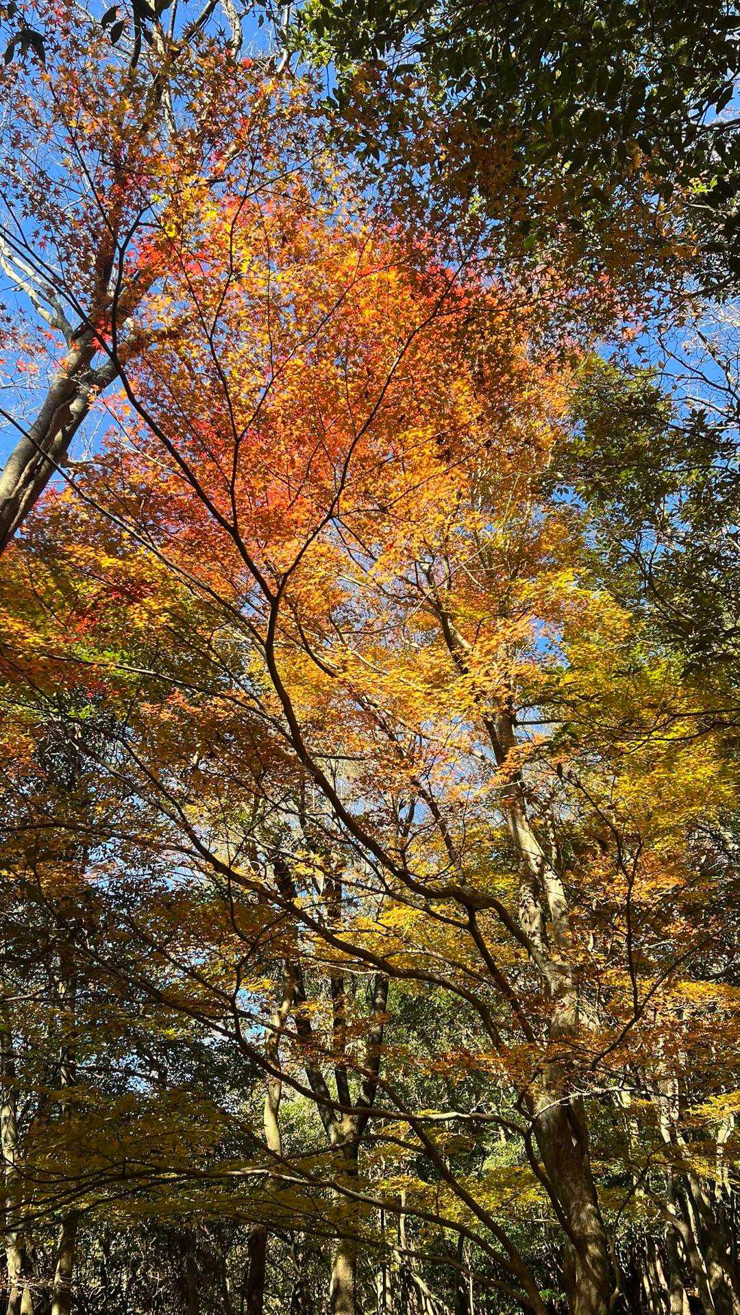 両子寺-両子山-走水観音 周回コースの写真