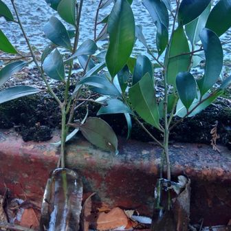 引き抜かれたシキミ？水が凍っていました。