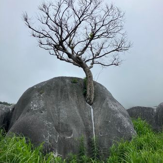 ど根性の木でしたっけ？