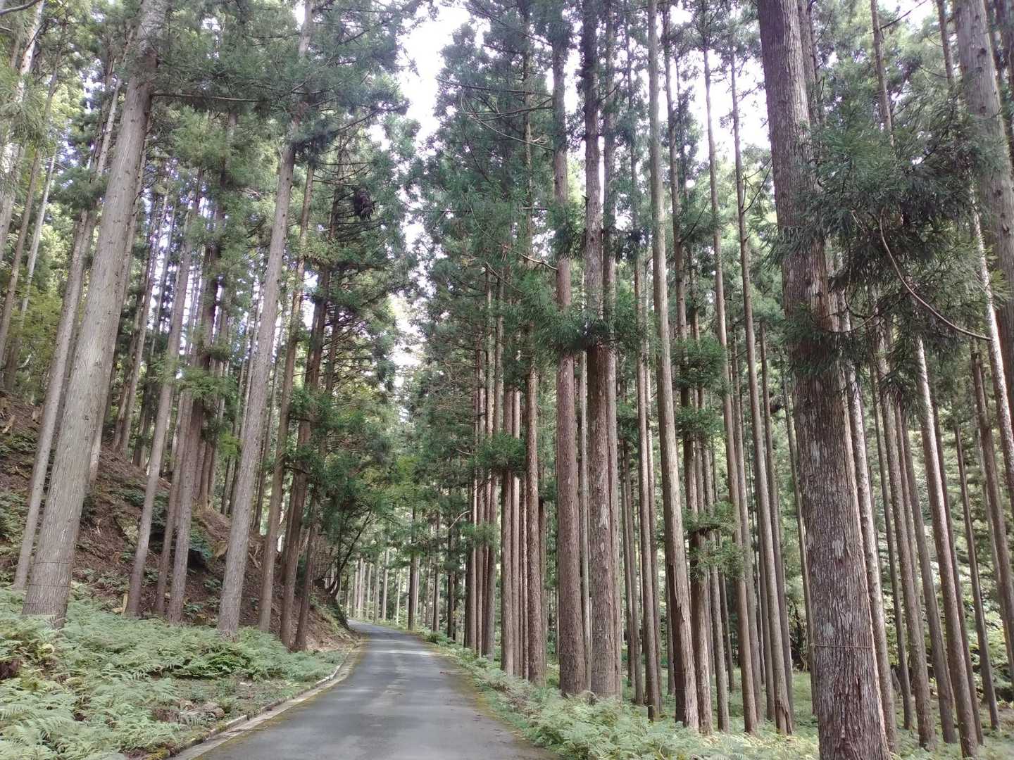 けやき峠 往復コースの写真
