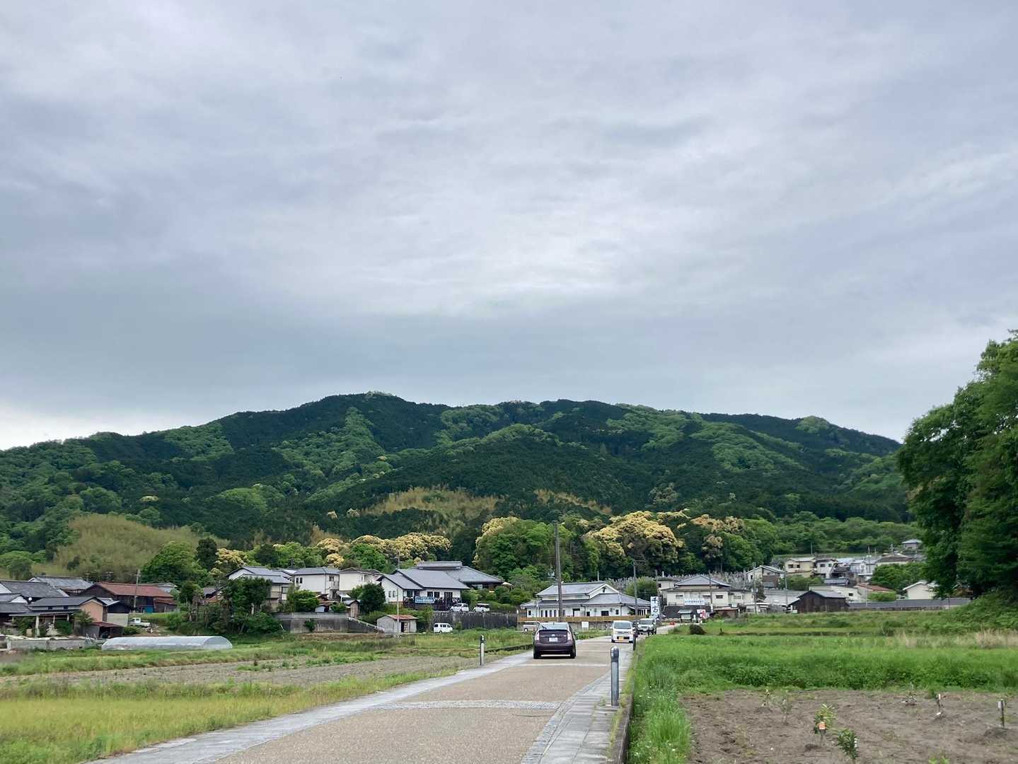 新緑が美しかった。