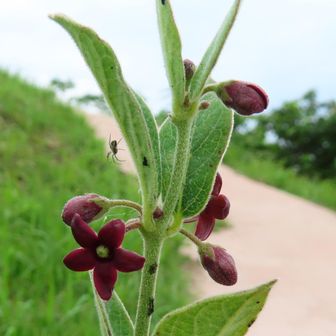 フナバラソウの花、この花がどのように種になっていくのだろうか？