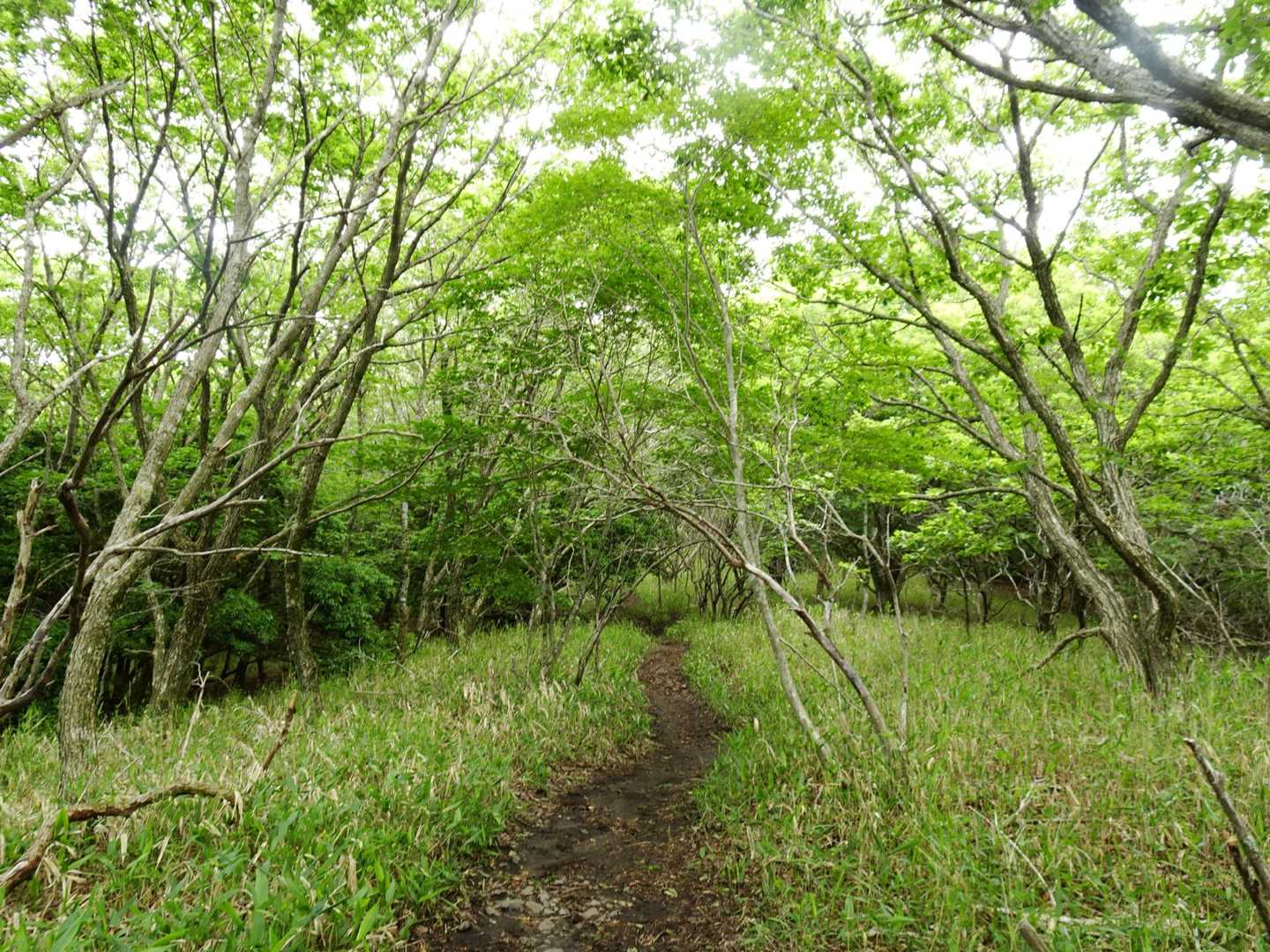まずは樹林帯