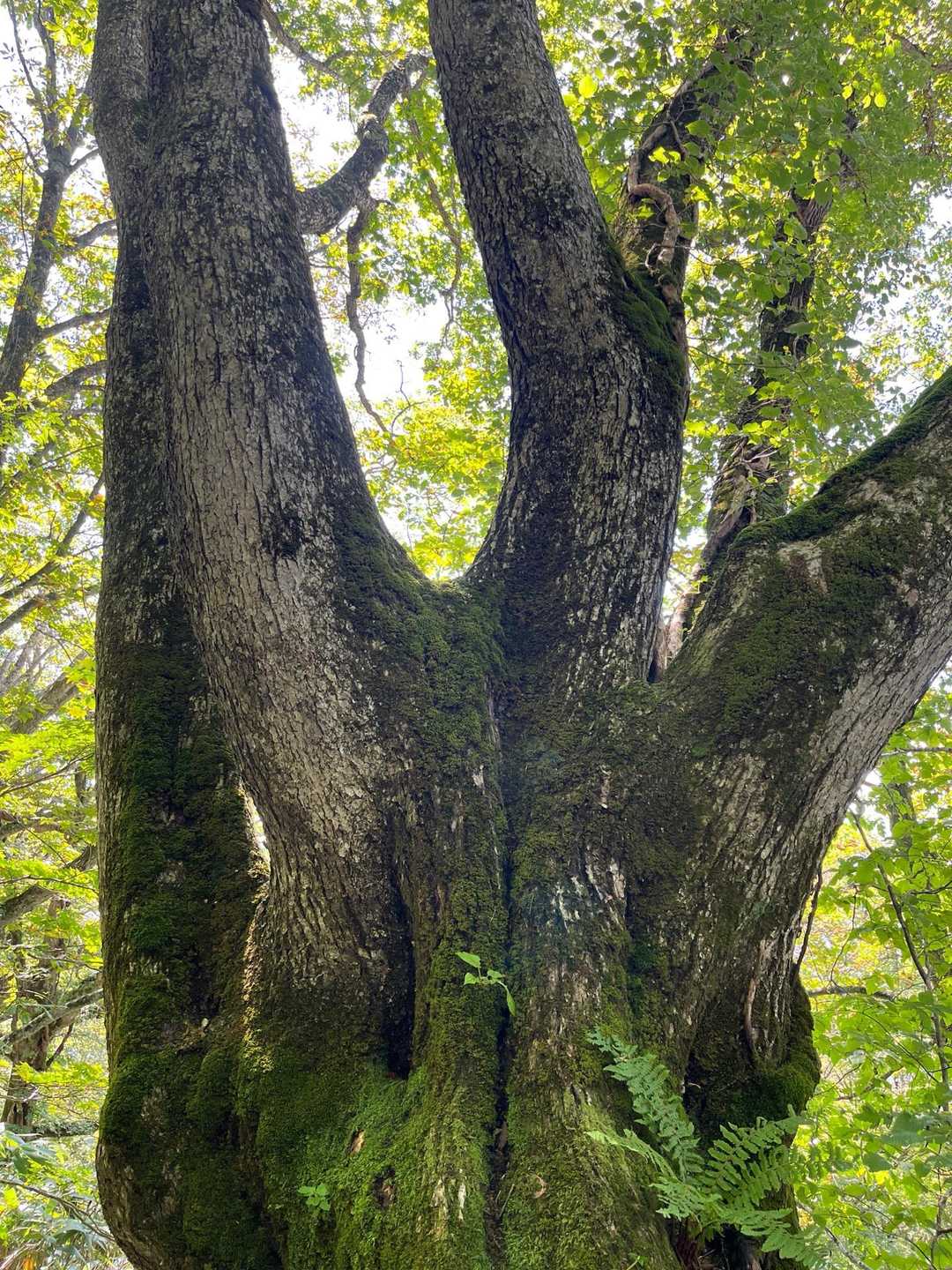 小野岳 往復コースの写真