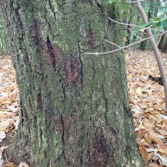 カシノナガキクイムシの跡