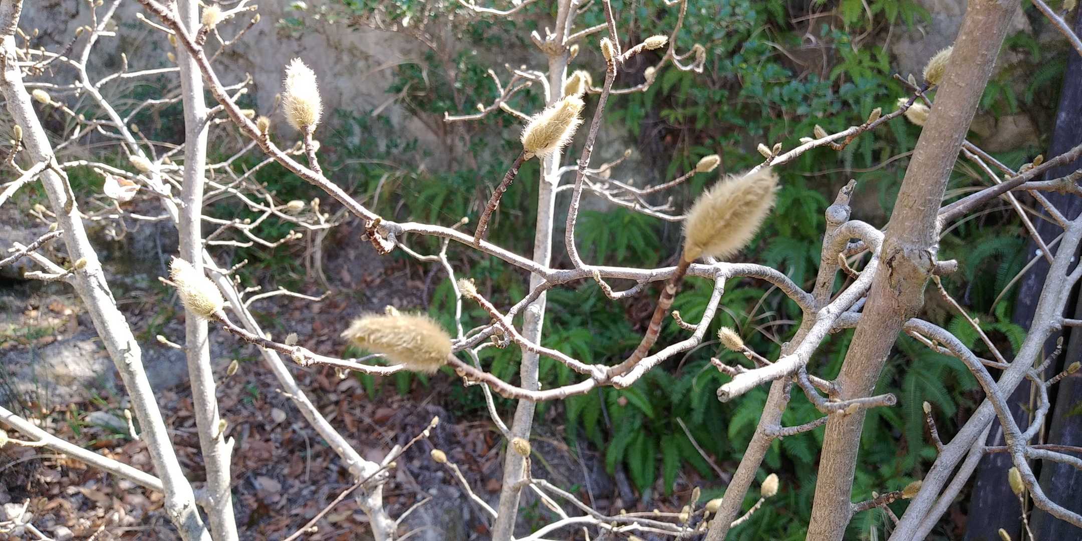 モクレンの芽かな