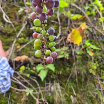 ヤマブドウ🍇