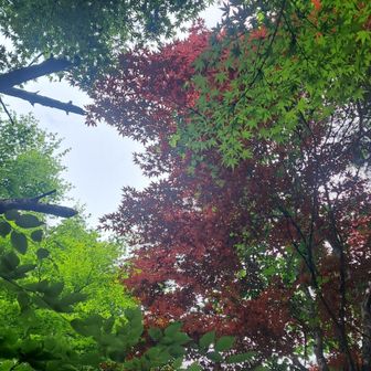 紅葉してるー？