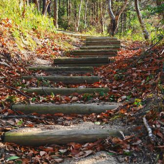 最初は木道の階段