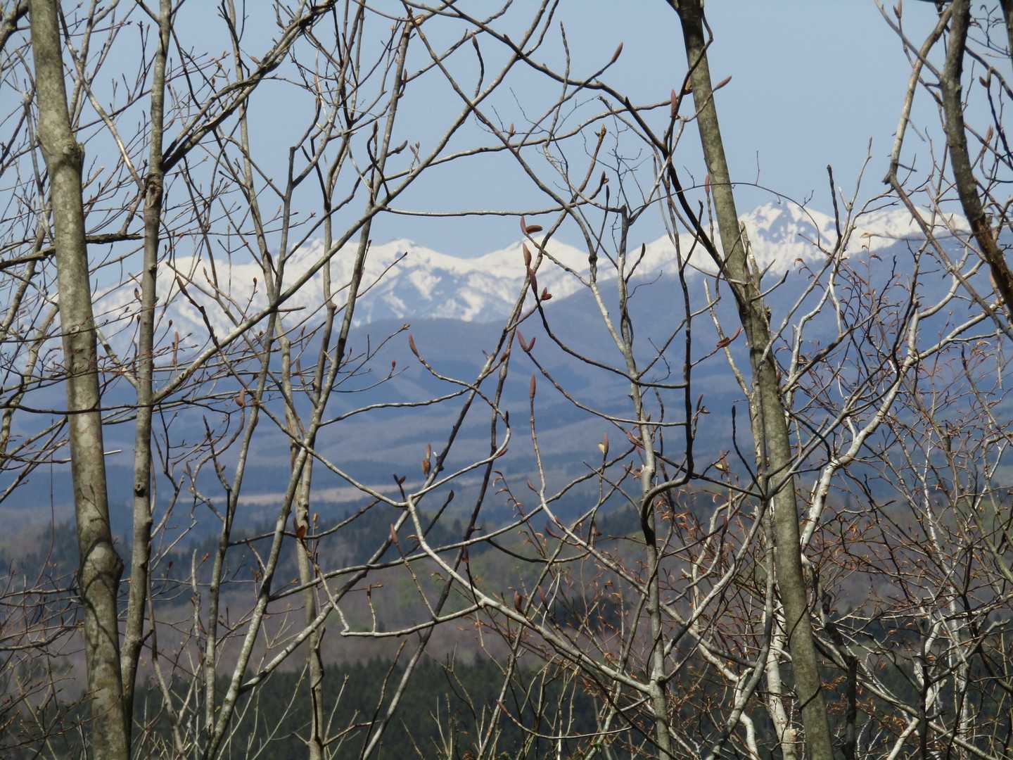 太鼓山の頂から、木々越しに白水岳などの峰々