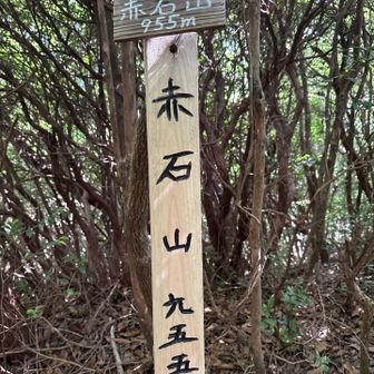 帰っています