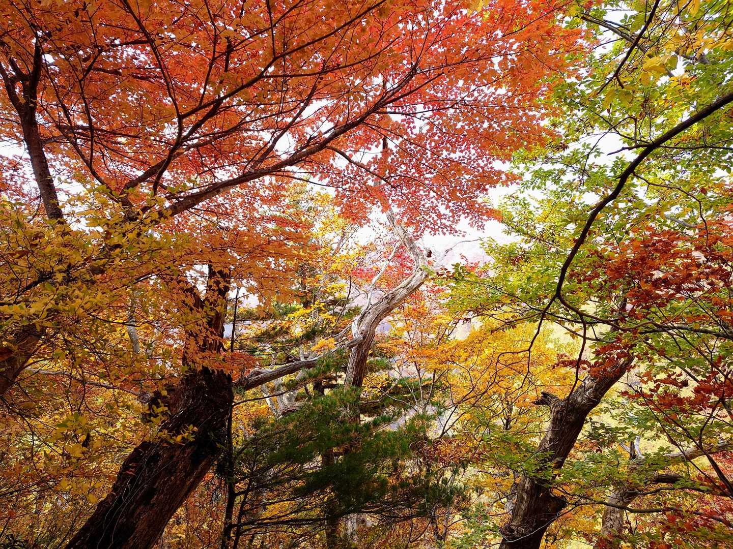 三十倉-本谷山 往復コースの写真