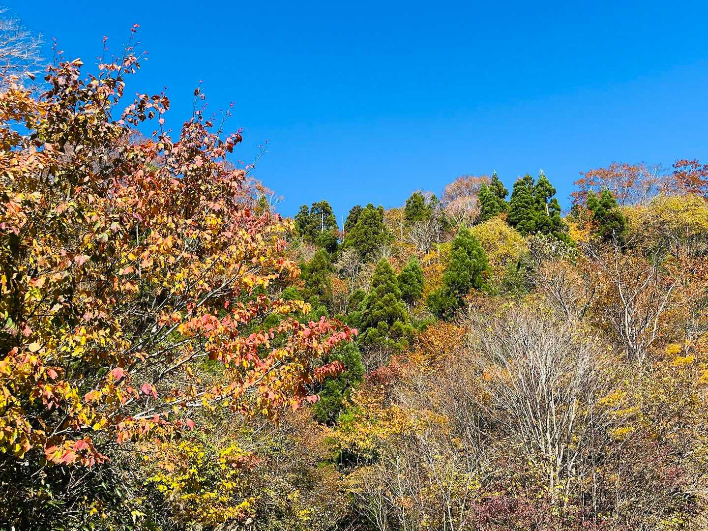 登山口付近の紅葉🍁は見頃