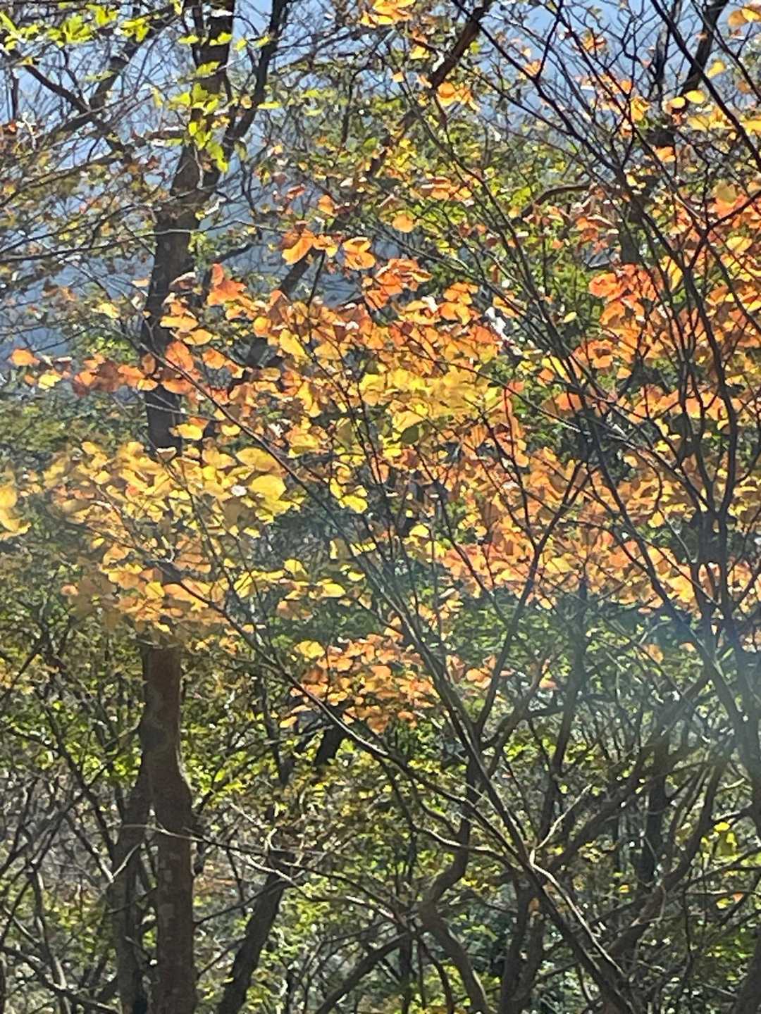 紅葉🍁④