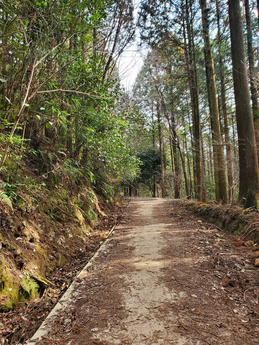 十郎岳登山口-十郎岳-岩屋山 往復コースの写真