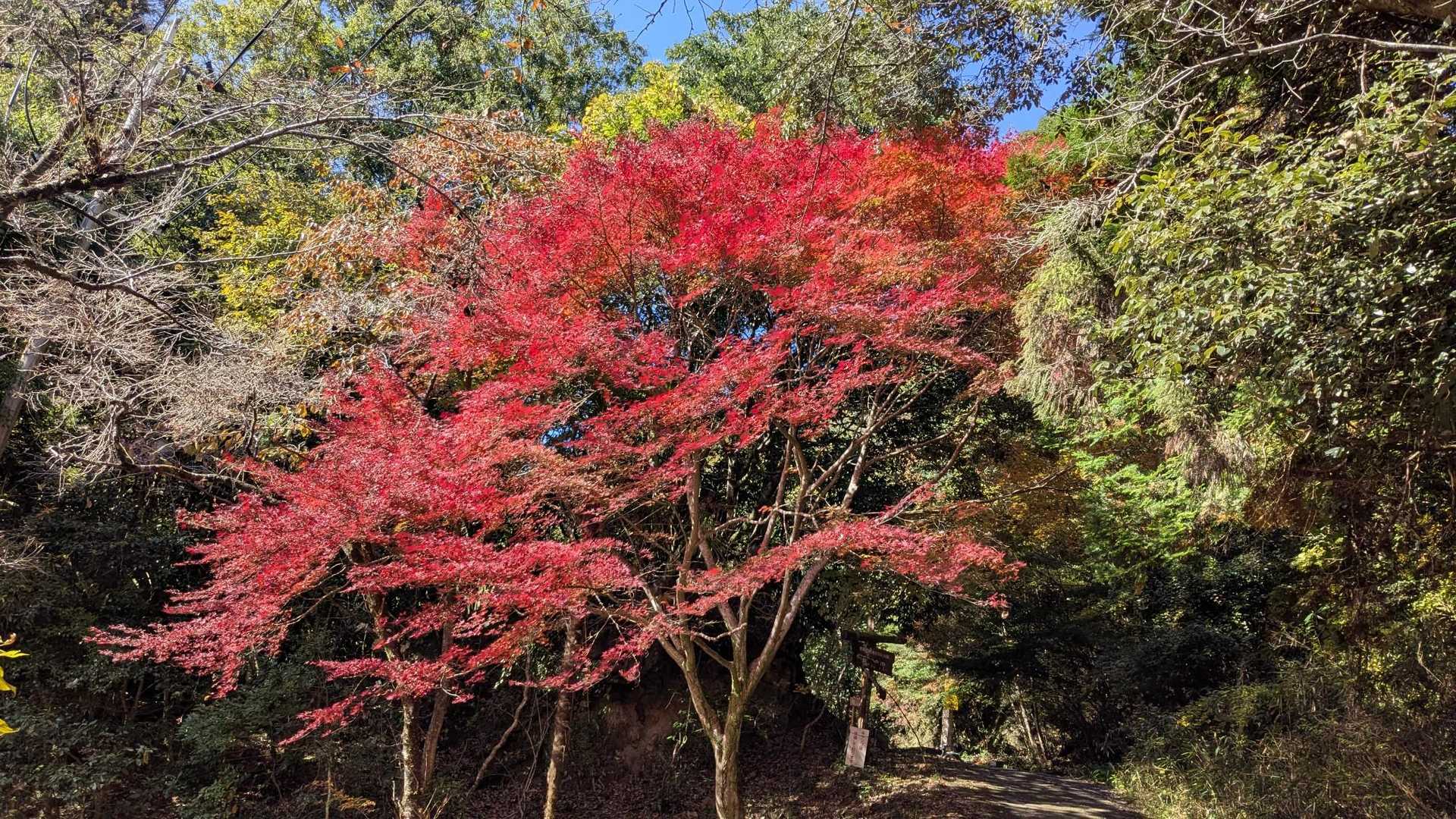 紀見峠の紅葉🍁