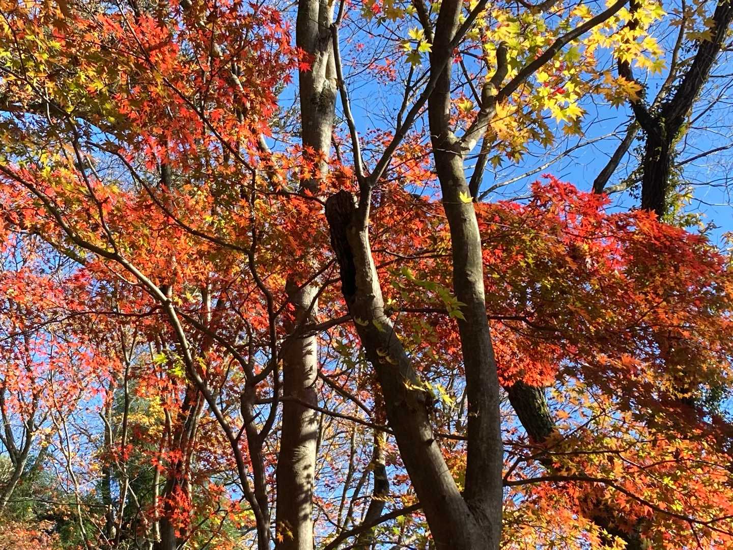 紅葉🍁