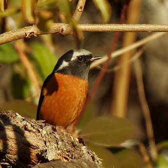 下山すると…さっきの子かなぁ