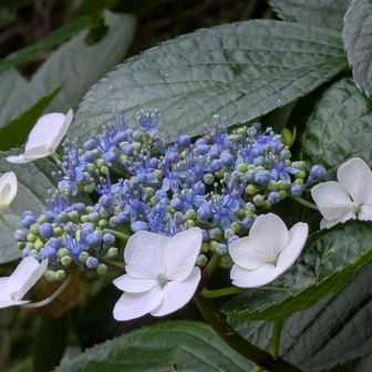 自生紫陽花その2