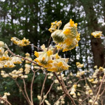 だいぶ咲いてきました♪
今月いっぱい見られます🤭