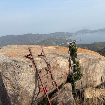 新旧のはしご🪜