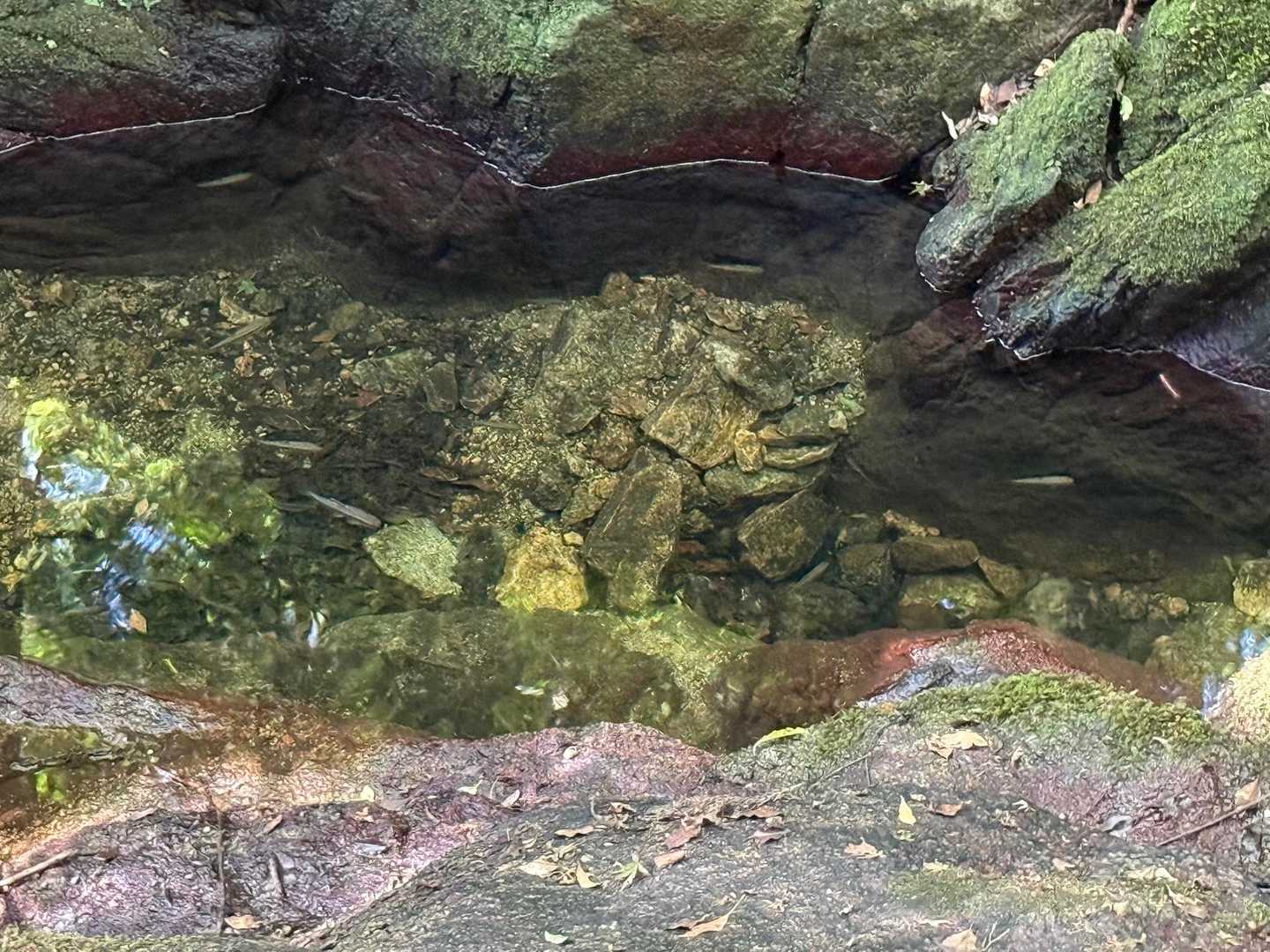 魚🐟