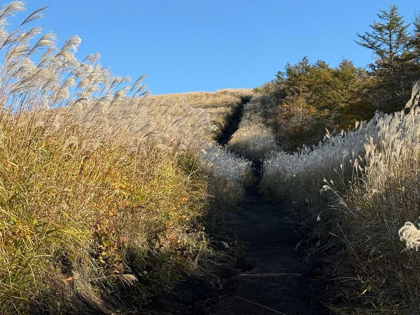 圧巻のススキ🌾大群落。

ススキも秋の風物詩、山は多様な秋を感じられて
楽しいです🤩