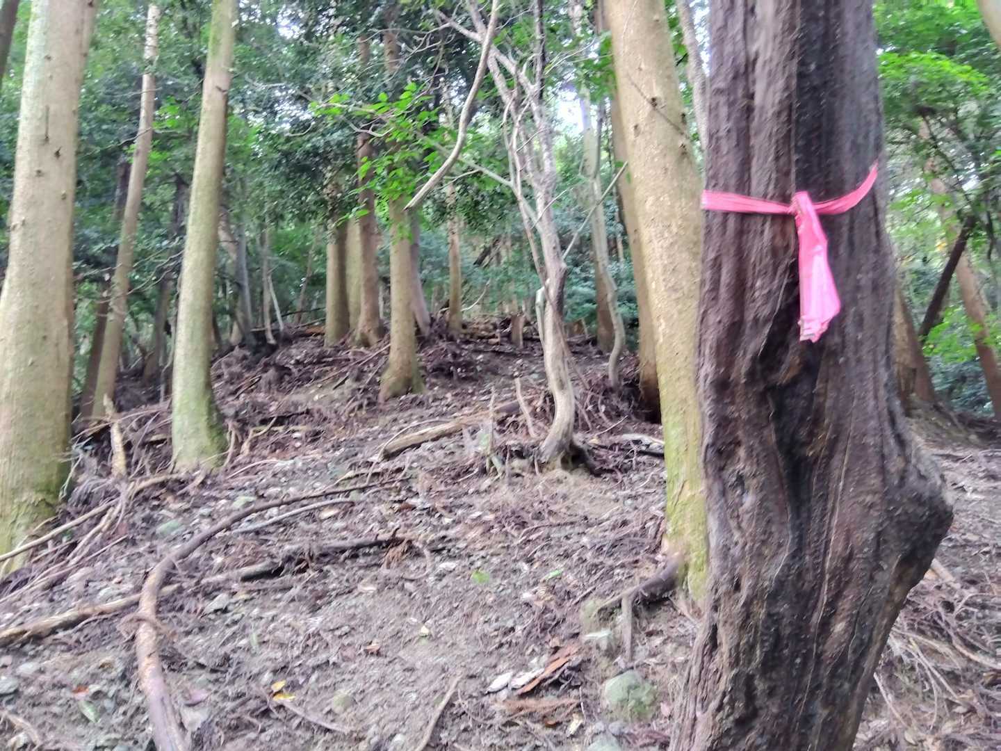 歩きやすい尾根道があっても、スズメバチに気を付けて慎重にジワジワと進んで行きます。
