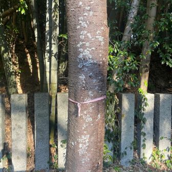 社殿の裏の木にピンテ
ここを許斐山の山頂とす