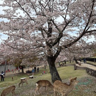 桜と鹿のコラボ👌🏻