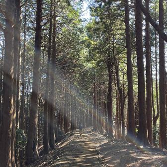 先週見たモノクロじゃなくこういうカラフルな森がやっぱりいいね。