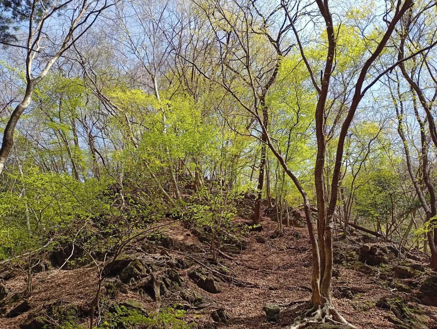 薄い緑で、新緑もキレイ