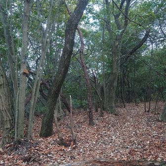おんか山山頂こんな感じの場所です