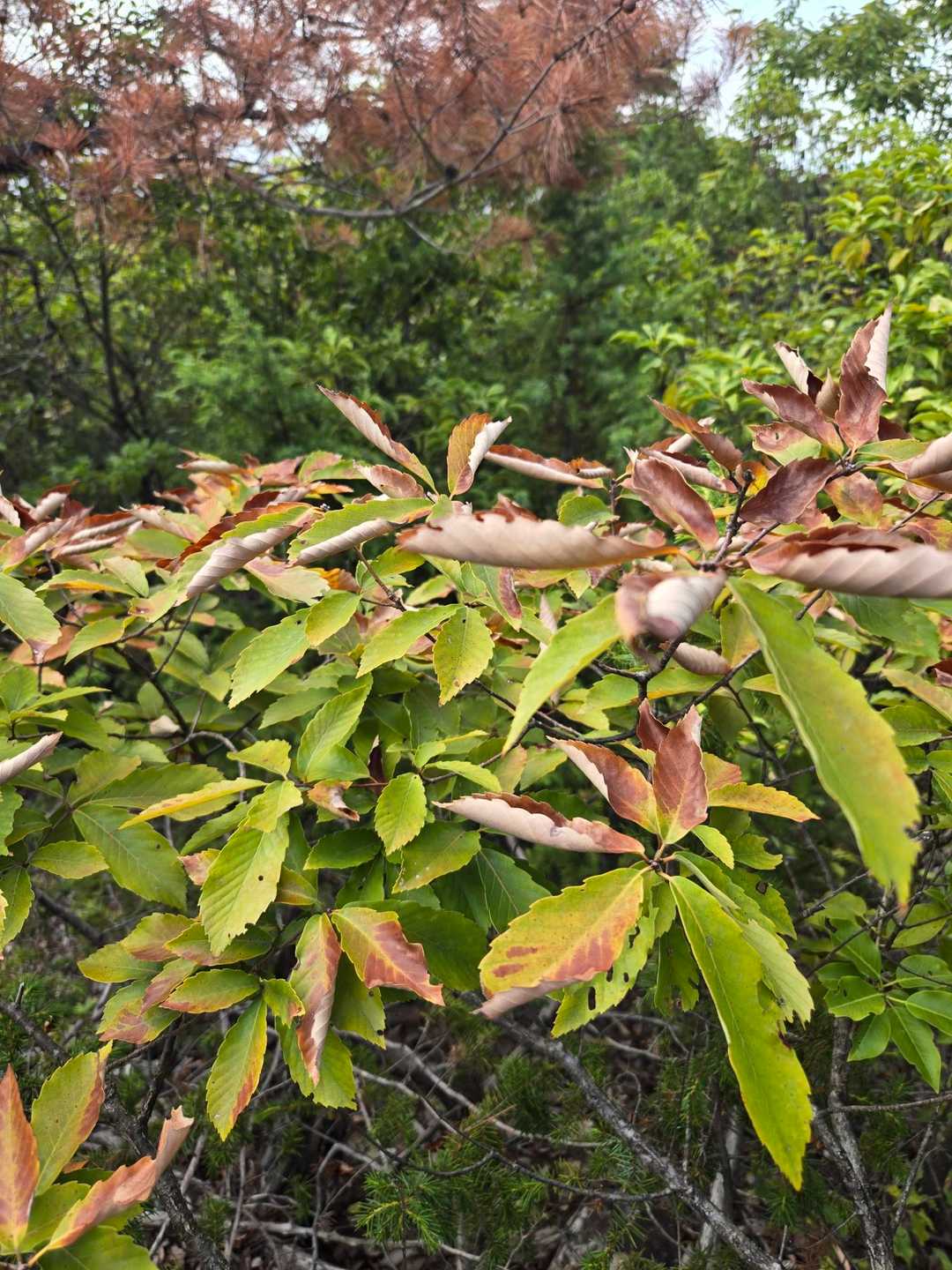 こっちも紅葉じゃなくて枯れてる。
暑すぎるのか❓