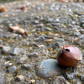 ちゃんと秋が近づいてきています🌰